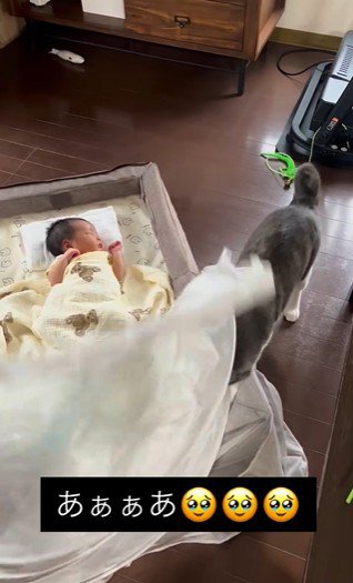 蚊帳をひっかいている猫