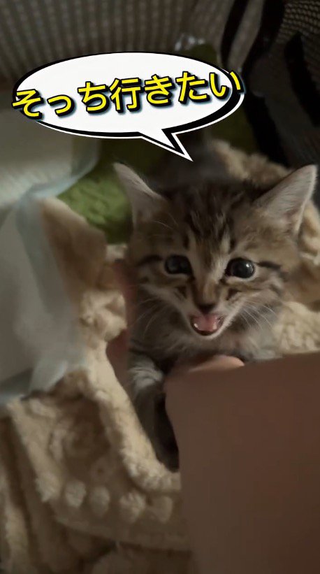 飼い主の腕にしがみついて鳴き声をあげる子猫
