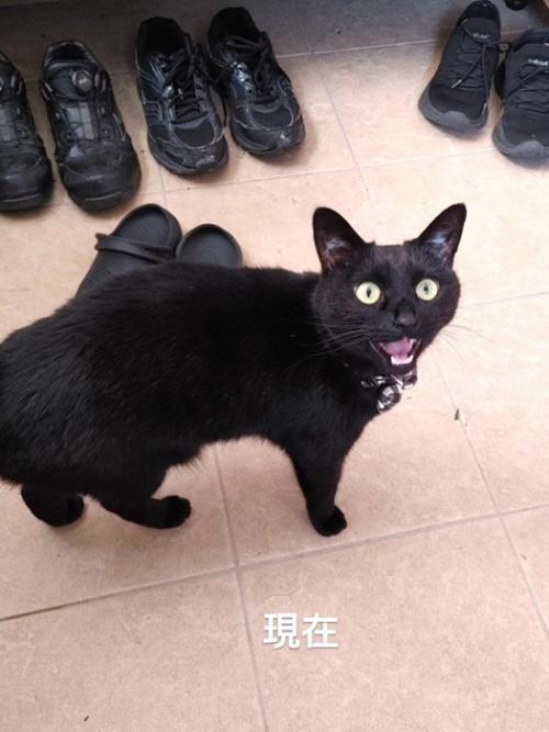 鳴いている猫