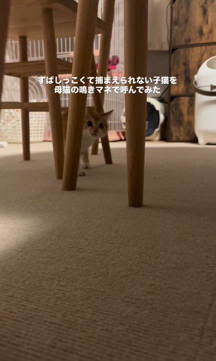 近づいてくる子猫
