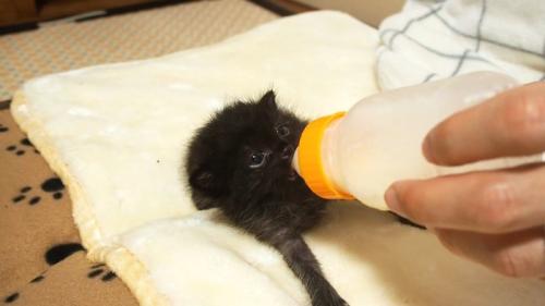 ミルクを飲む子猫