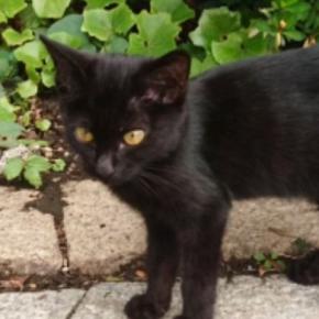 外で出会った『生後2か月の黒猫』を保護→2日目になると表情が変化して…6年が経った『現在の様子』が15万再生「素敵」「貫禄ついたね」