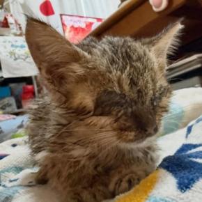『弱々しかった子猫』を保護して1年→だんだんと変化していって…『見違える光景』に感動「お綺麗になられて…泣」「別ニャン」と1万いいね
