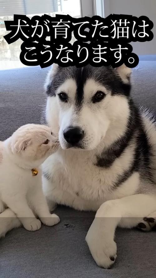 犬の顔に近づく猫