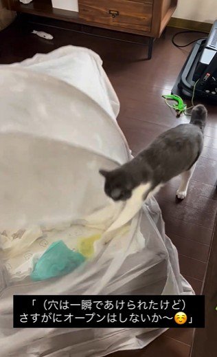 蚊帳をひっかいている猫