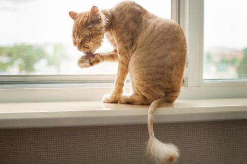 サマーカットの猫