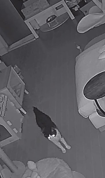 動きを止める猫