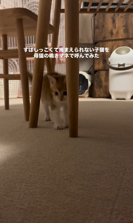 近づいてくる子猫