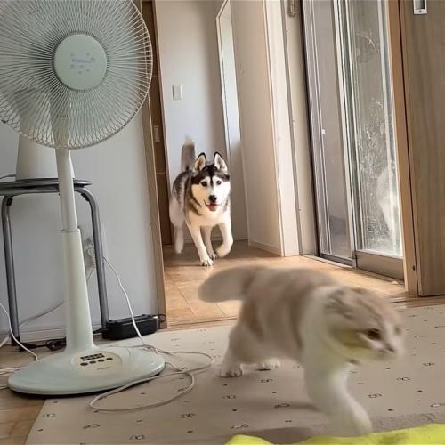 走ってくる犬と逃げる猫