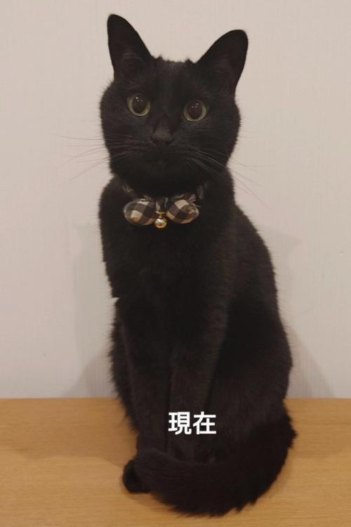 おすわりする黒猫