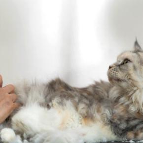 猫の『サマーカット』って本当に必要なの?3つの良い点・悪い点から検討すべきことまで