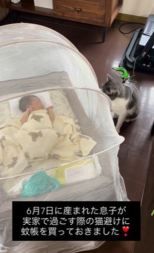 床で寝ている赤ちゃんを見ている猫