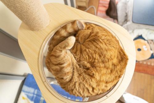 宇宙船で寝る茶猫