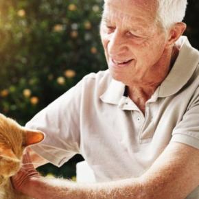 老夫婦が作り上げた「老猫たちの最期」をおだやかに看取るための住まい 米国