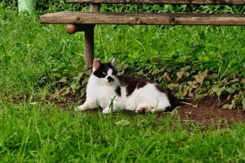 ベンチ下の白黒猫