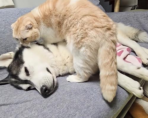 犬の体の上に乗る猫