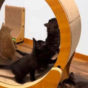 『キャットホイール』を設置したら、子猫たちが集まってきて…微笑ましい光景に癒される人が続出「興味津々だねw」「なんて賢いの」