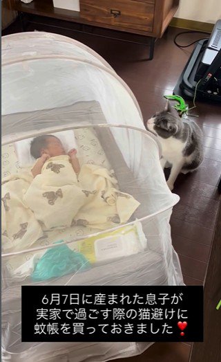 床で寝ている赤ちゃんを見ている猫