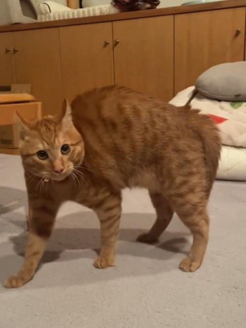 カメラ目線でポーズを決める猫