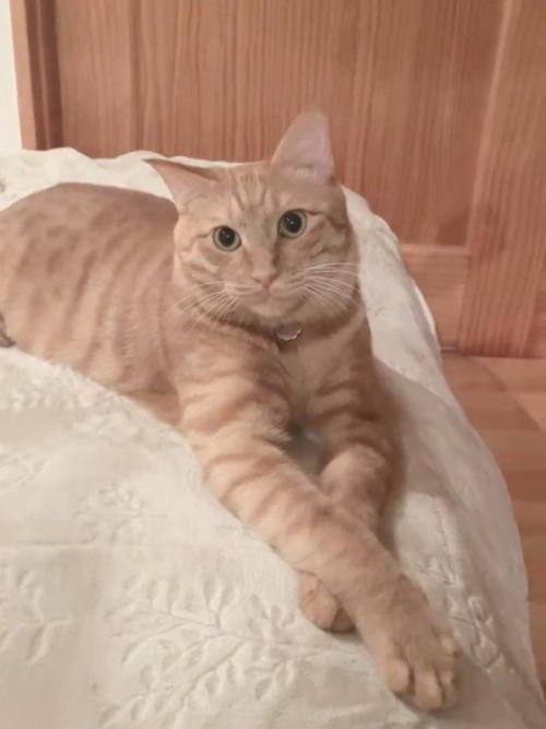 前足を重ねる猫