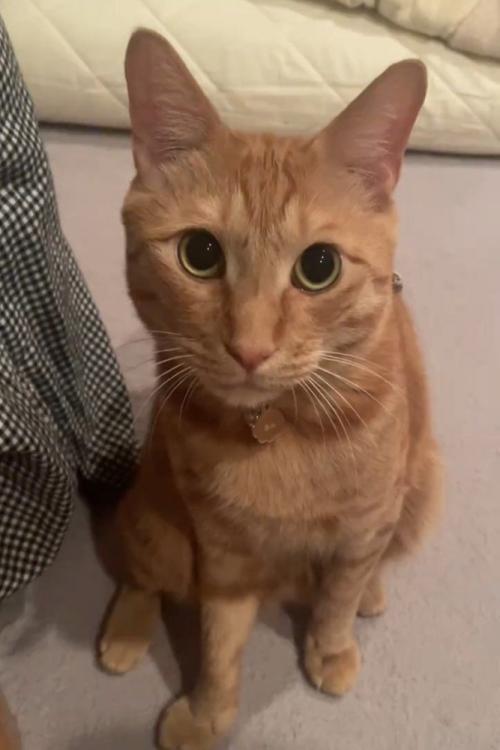 座ってカメラ目線の猫