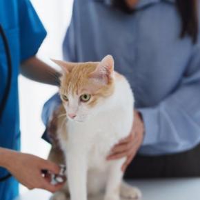 猫が発症すると『治らない病気』5つ 主な原因や症状や飼い主にできることを解説
