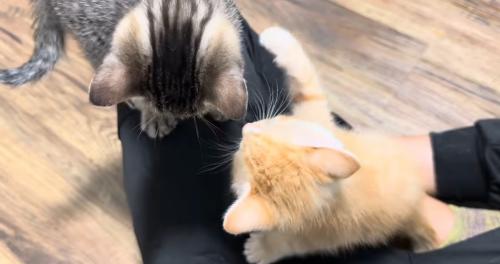 飼い主に群がる猫たち1