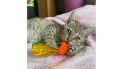 室内にいる猫