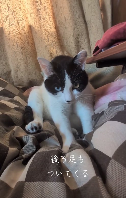 布団の上でふみふみしている猫「後ろ足もついてくる」
