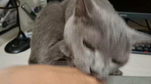 咬みついた姿のアップ