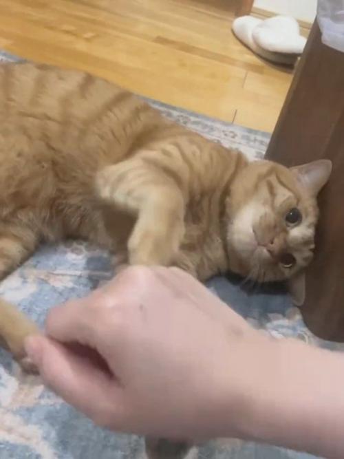 横になる猫