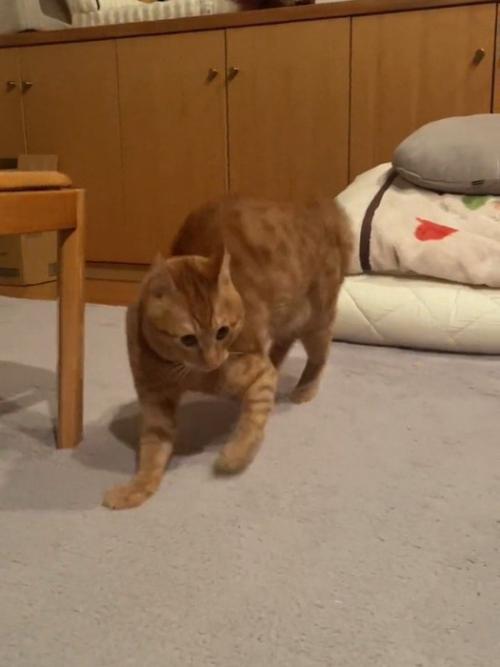 近づく猫