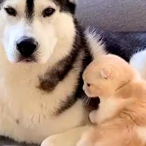 大型犬に育てられたネコ→隣に寄り添って…あまりにも尊い『相思相愛な光景』が1038万再生「愛って目に見えるんだな」「本当の親子みたい」