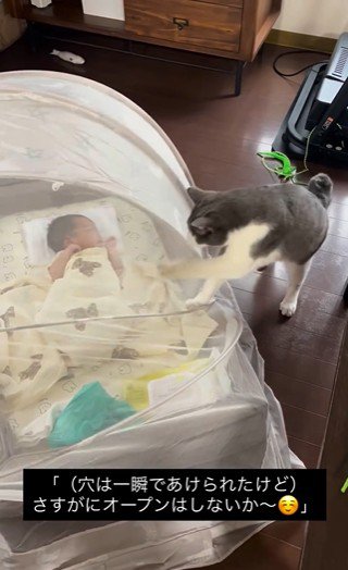 蚊帳をひっかいている猫