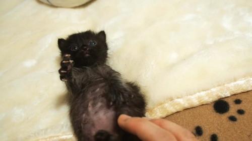 仰向けの子猫