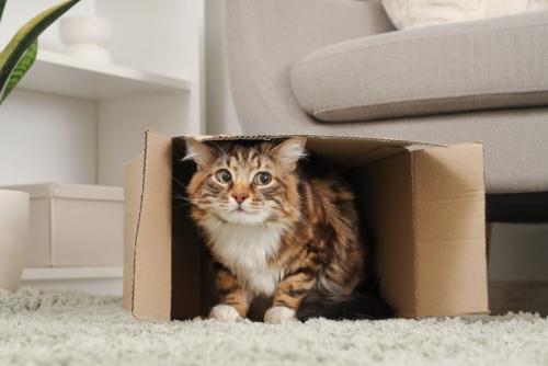 箱に入っている猫