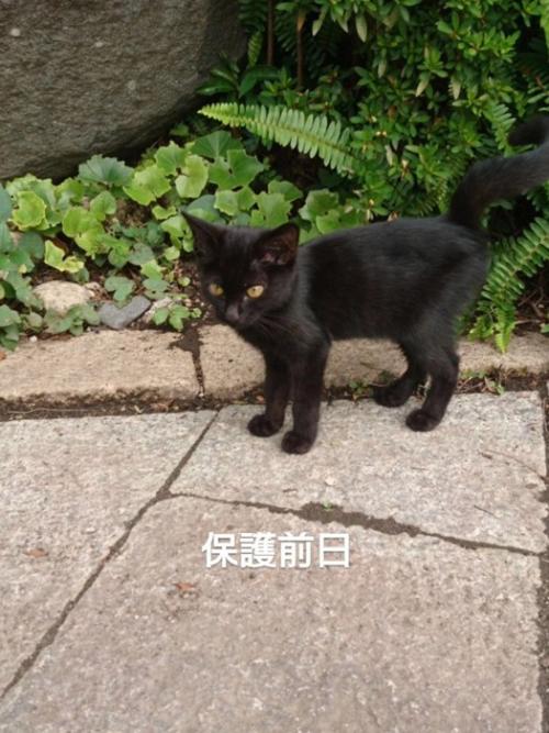 外に立っている子猫