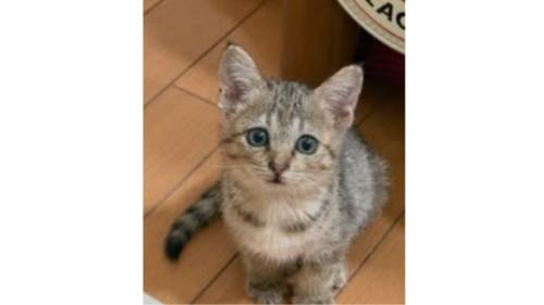 室内にいる猫