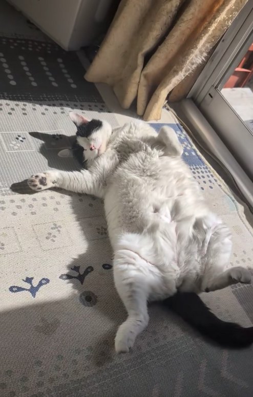 窓際でへそ天している猫