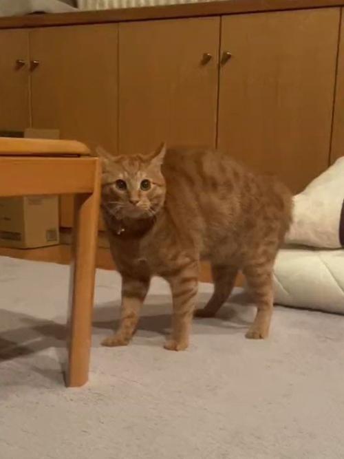 テーブルの横に立つ猫