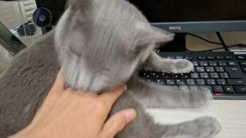 咬みつき中