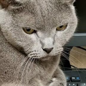 キーボードの上に乗って邪魔をする猫→どいてもらおうとした結果…『予想通りの展開』に爆笑の声続出「目が臨戦態勢でウケる」「嬉しそうw」