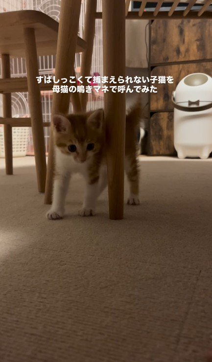 近づいてくる子猫
