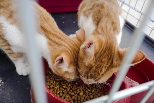 ご飯を食べる子猫