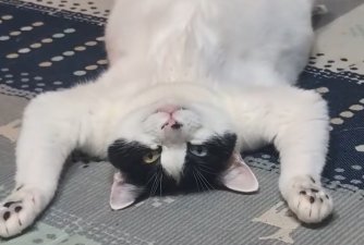 へそ天している猫の顔アップ