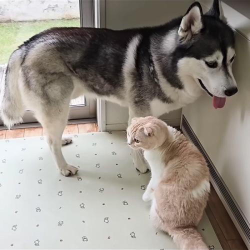 横を向く猫