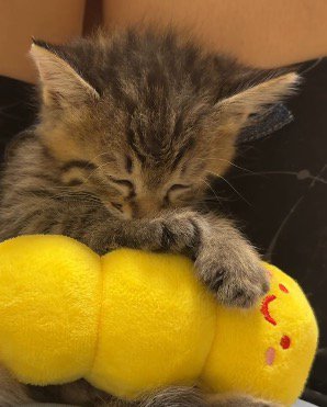 ぬいぐるみにもたれかかって眠る子猫の顔