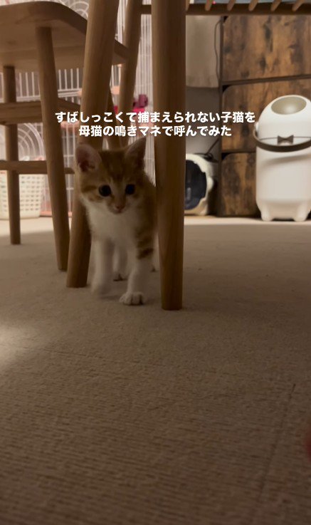 近づいてくる子猫