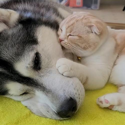 犬の顔を毛づくろいする猫