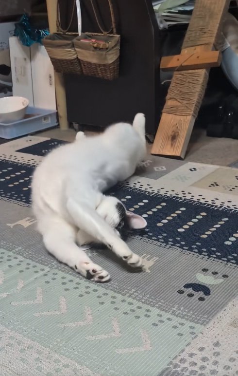 横になって体を伸ばしている猫（顔の前に前足）